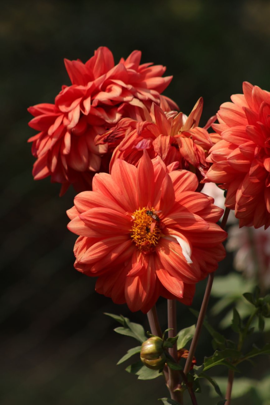 Orange dahlias in close-up