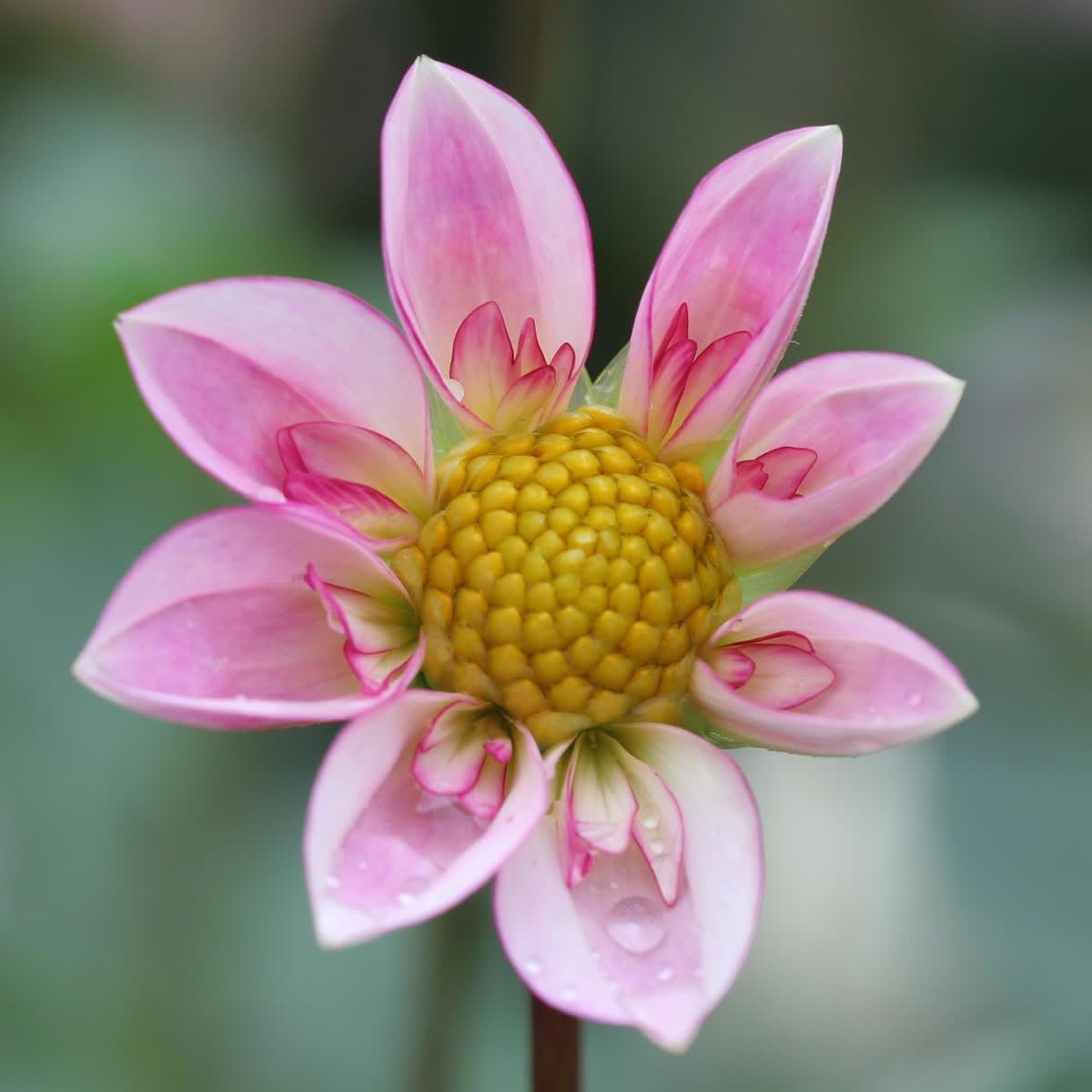 A pink dahlia with a golden centre
