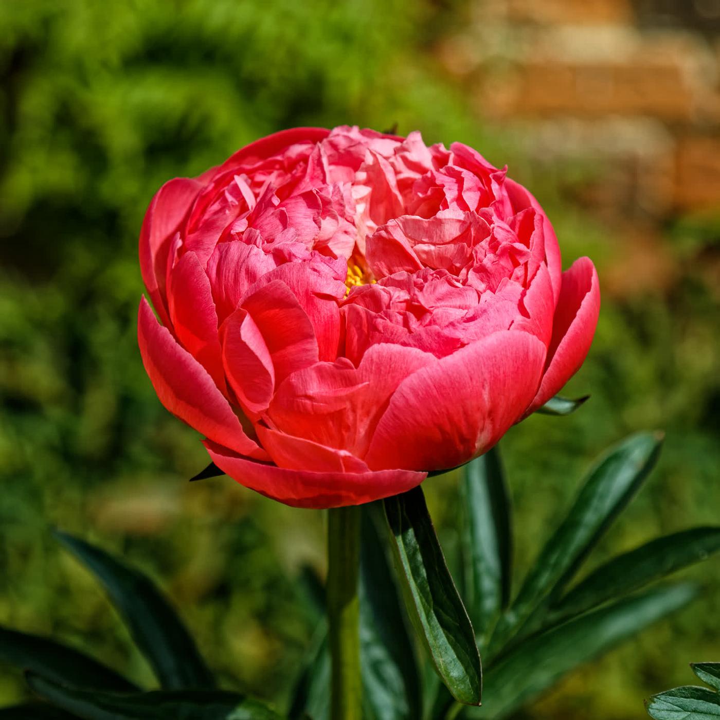 A coral peony in full bloom against dark leaves