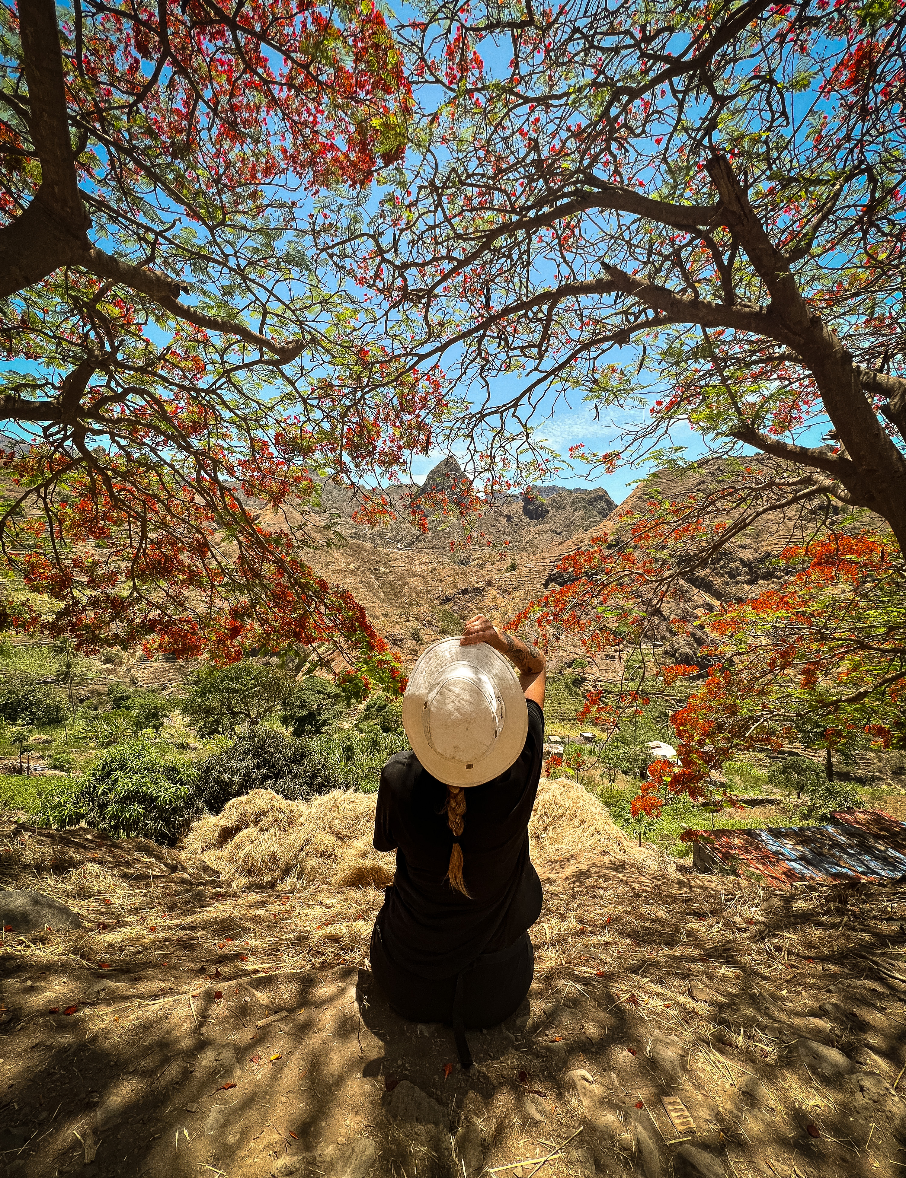 Red tree valley